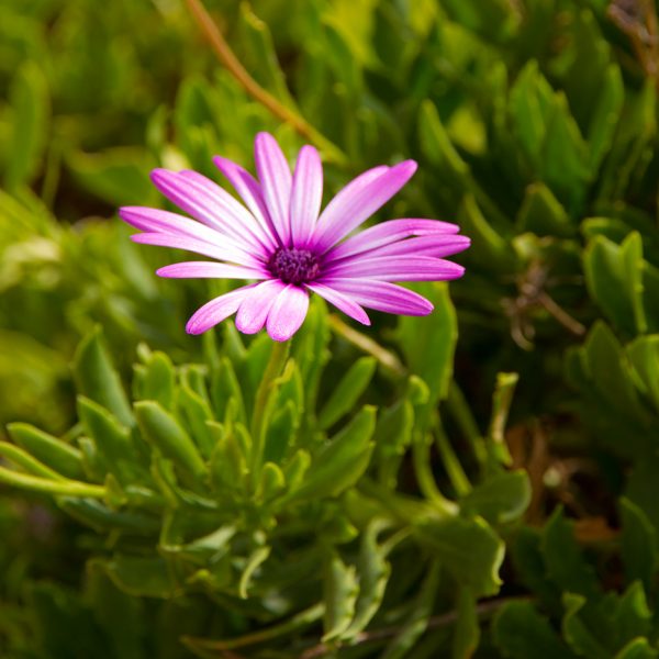 flor-lila