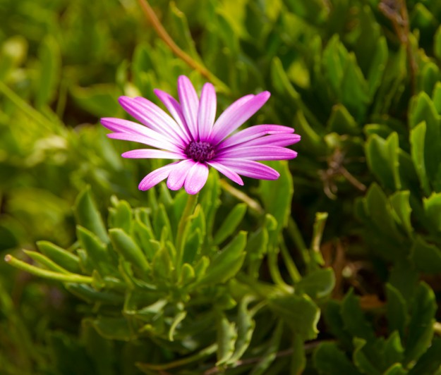 flor-lila